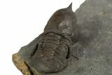 Pelagic Trilobite (Cyclopyge) Fossil - Huge Eyes #344609-4